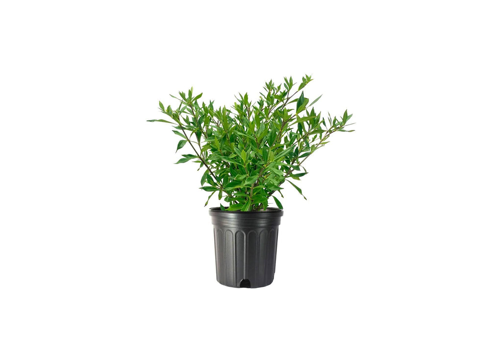 Frostproof Gardenia 2 Gallon Plants Fragrant Blooming Shrub V808