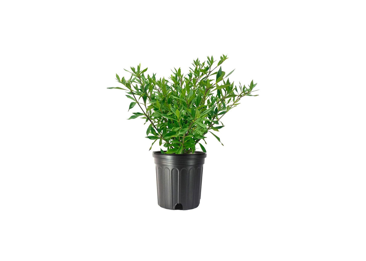 Frostproof Gardenia 2 Gallon Plants Fragrant Blooming Shrub V808