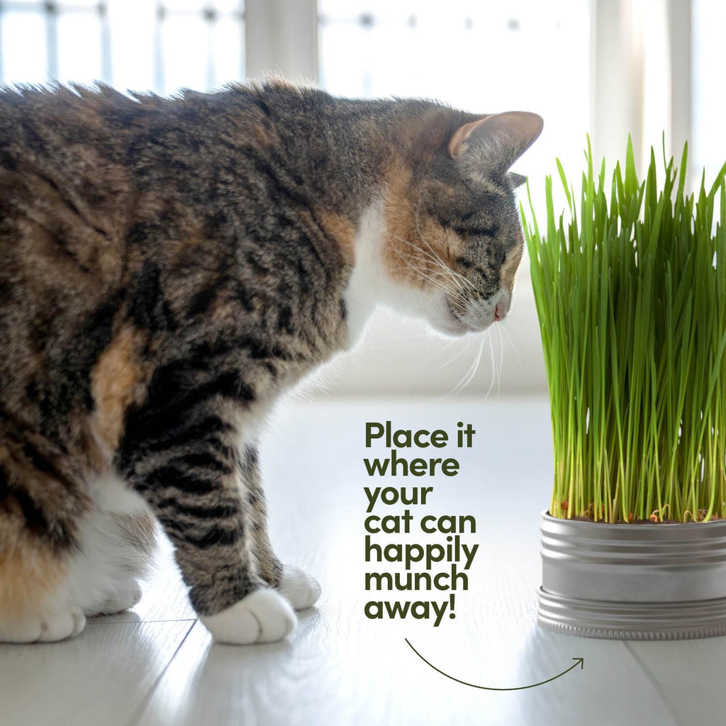 Cat Grass for Indoor Cats Kit E50761