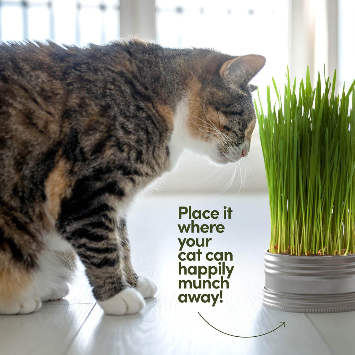 Cat Grass for Indoor Cats Kit E50761