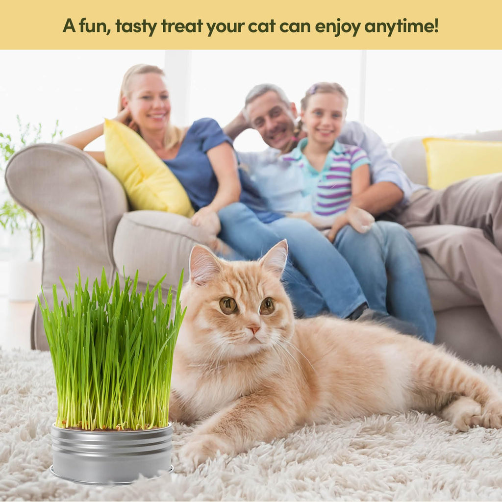 Cat Grass for Indoor Cats Kit E50761