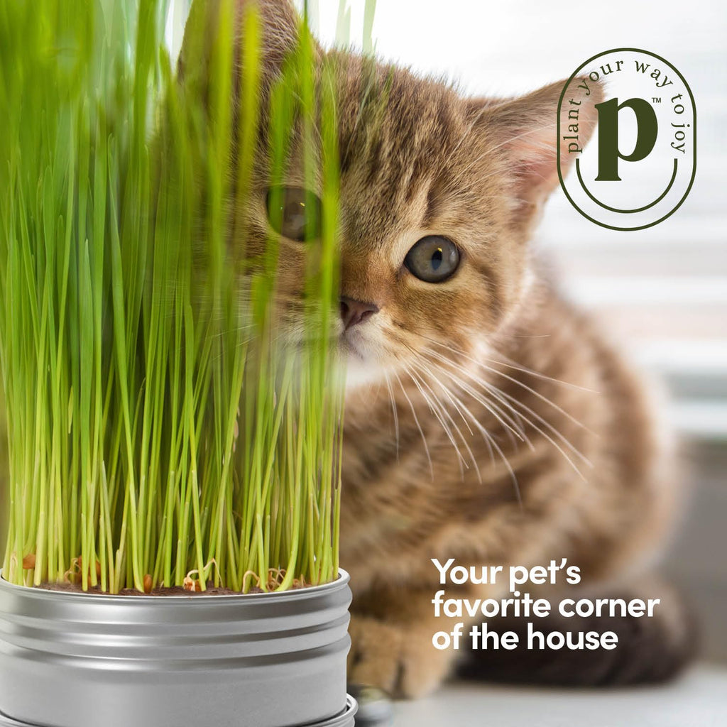 Cat Grass for Indoor Cats Kit E50761