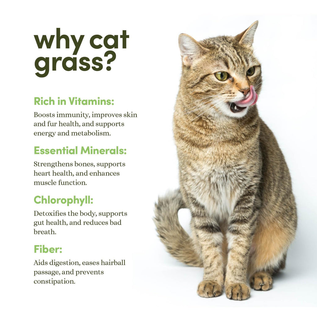 Cat Grass for Indoor Cats Kit E50761