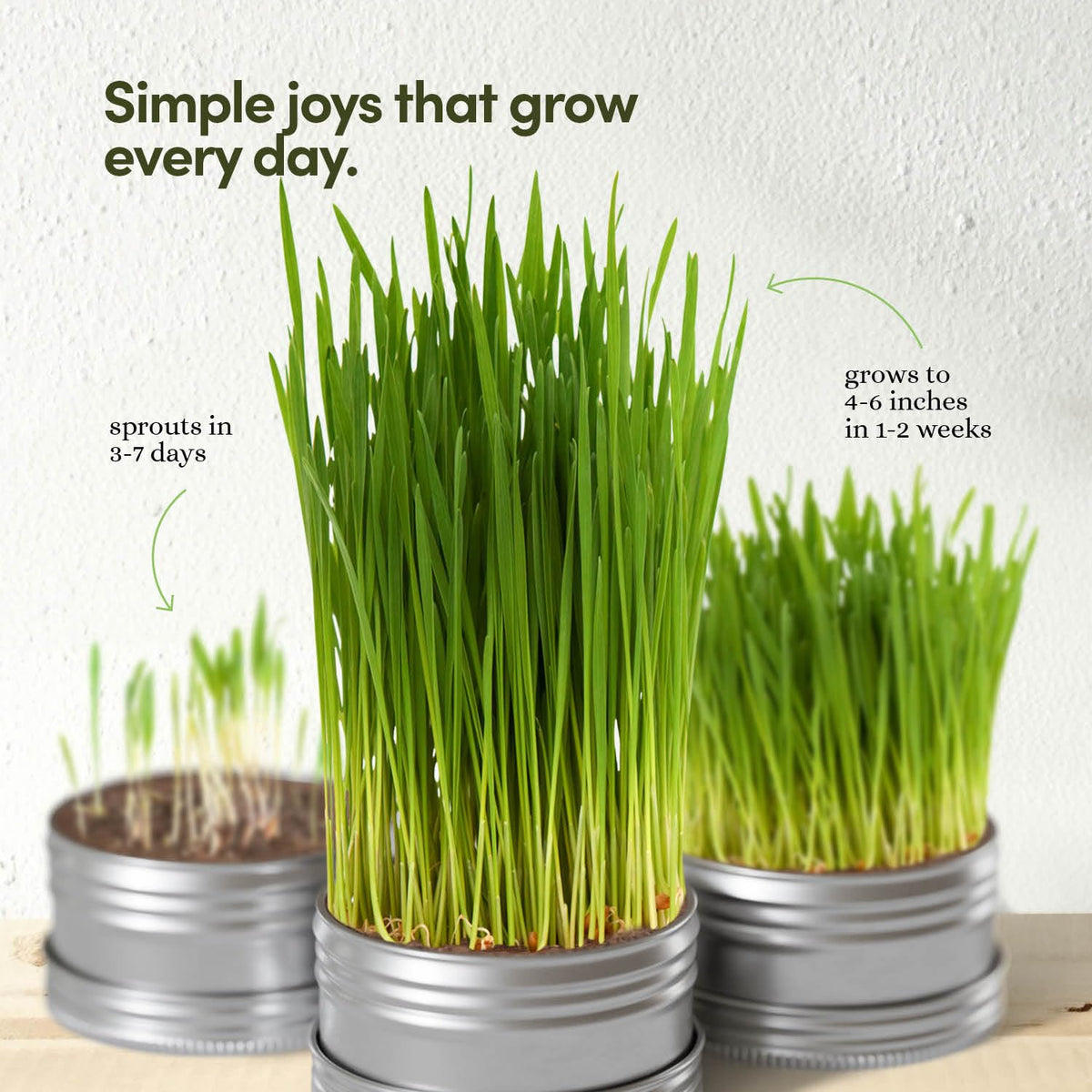 Cat Grass for Indoor Cats Kit E50761