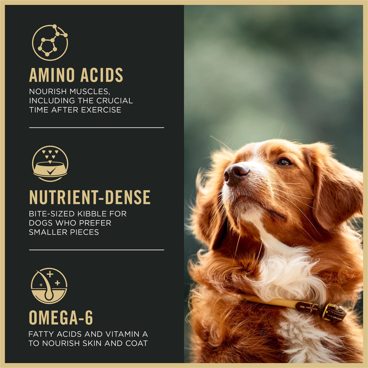 High Protein Small Bites Lamb & Rice Dog Food 37.5 Pound P990