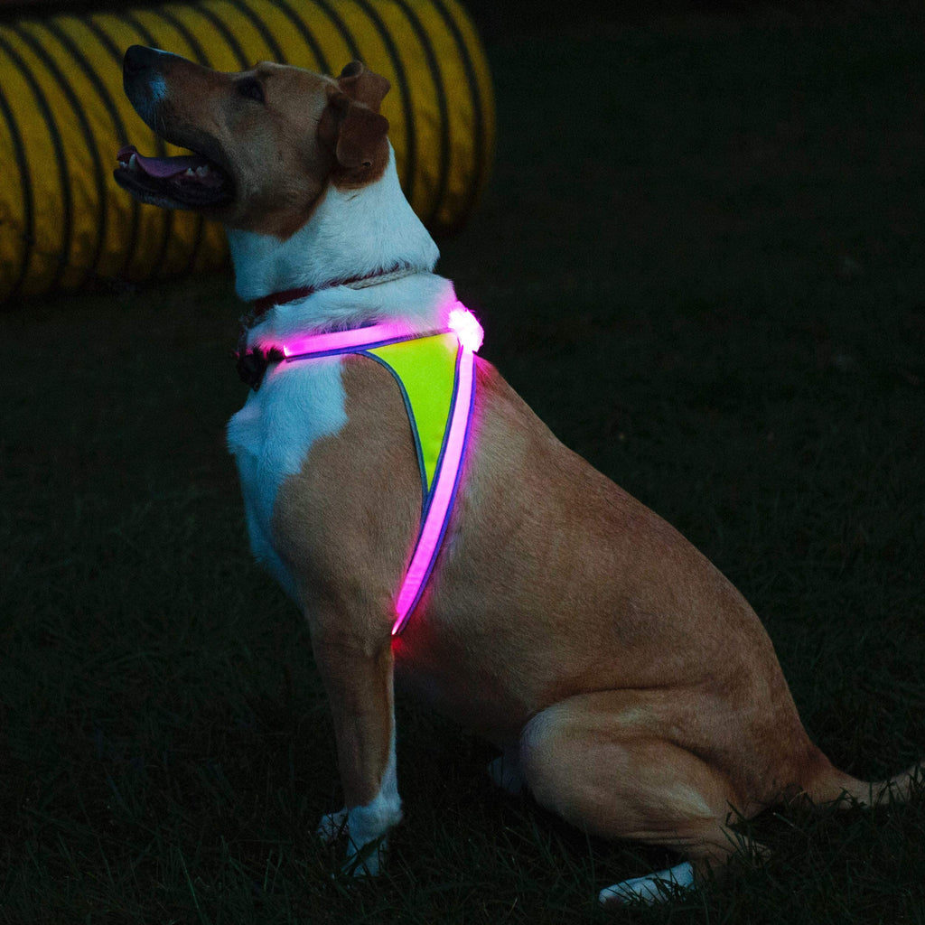 Reflective Light Up Dog Harness Large V696