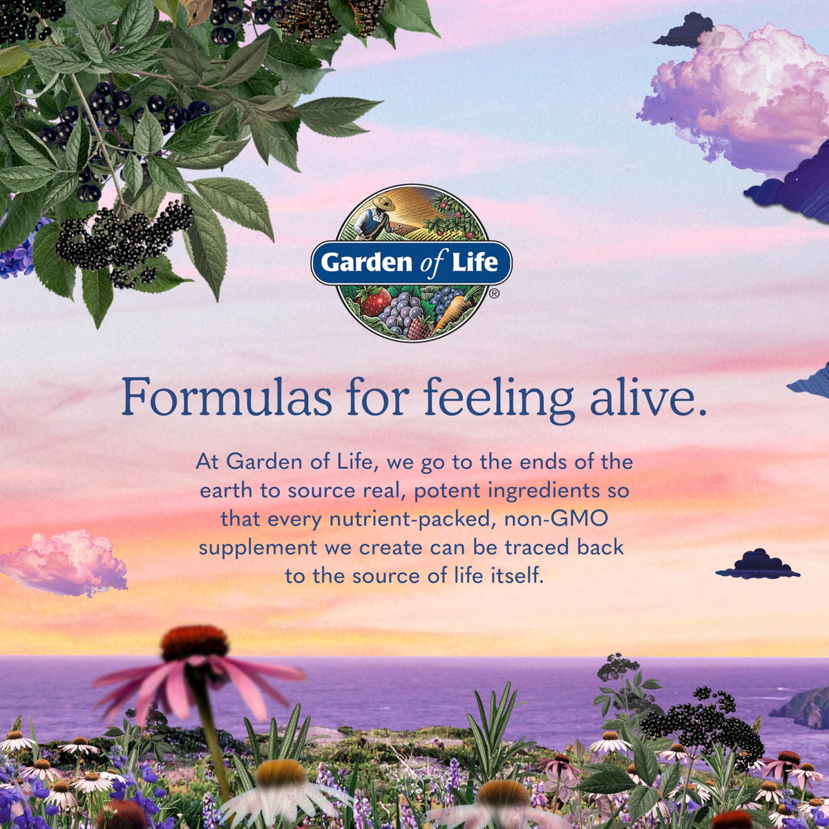 Organic Ashwagandha with Probiotics & Ginger U708549